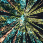 About trees 02.jpg